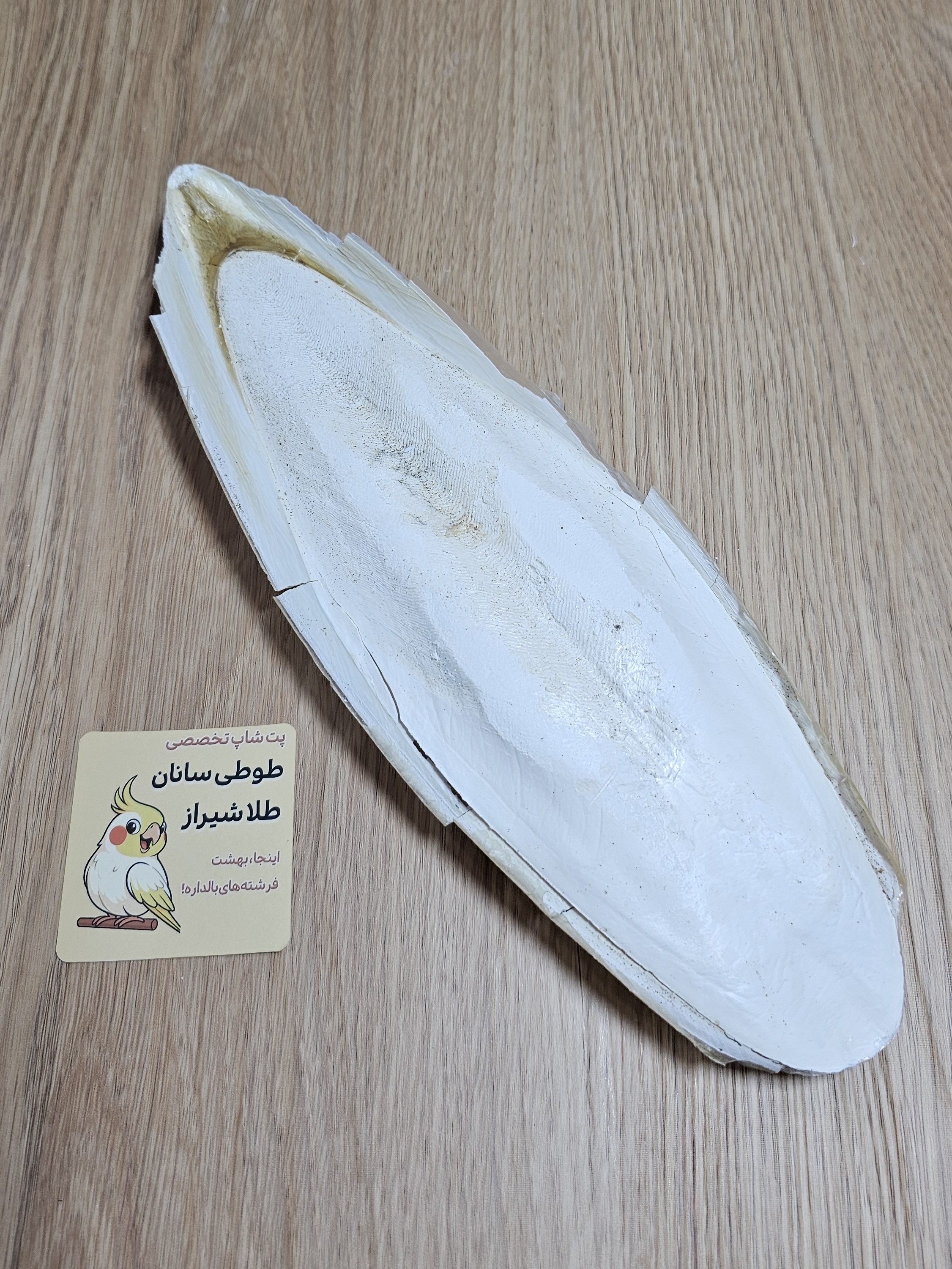 کف دریا طبیعی مخصوص پرندگان و طوطی سانان